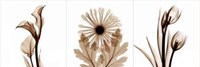 Sepia Floral Tryp Tych III