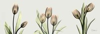 Spring Tulip Triple 