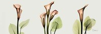 Spring Calla Lily Triple 