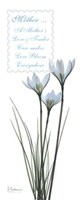 White Rain Lily Mother 