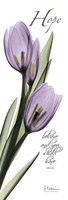 Tulips in Purple Hope 