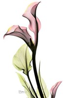 Calla Lily in Pink 