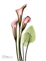 Calla Lily Bouquet in Pink