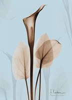 Calla Lily Brown on Blue 2