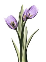 Purple Tulips 2 