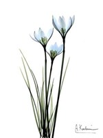 White Rain Lily 