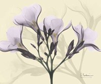 Oleander in Purple on Beige