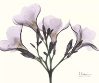 Oleander in Purple 