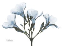 Oleander in Blue 
