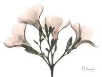 Oleander in Pink 
