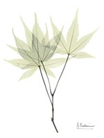 Japanese Maple in Pale Green