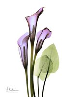 Calla Lily in Full Bloom