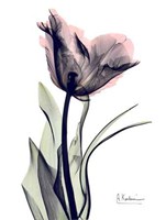 Single Tulip in Color 