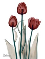Early Tulips in Red 
