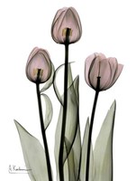 Early Tulips in Pink 