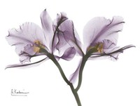 Beautiful Orchid in Purple 2