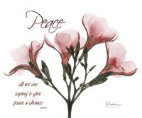 Oleander Peace