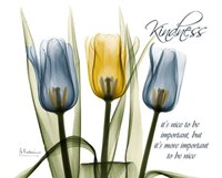 Tulip Kindness