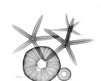 Starfish and Sea Urchin Arrangement