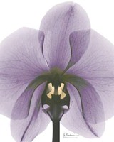 Purple Orchid A29 
