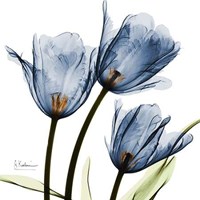 New Blue Tulips C54 