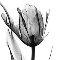 High Contrast Tulip 