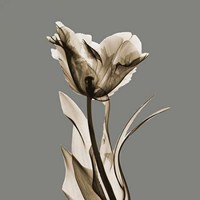 Gray Luster Tulip 