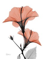 Soft Hibiscus