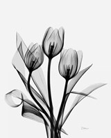 Three Gray Tulips H14 