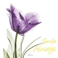 Smile Always Tulip 