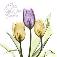 Purple Sunshine Tulips 