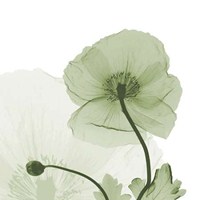 Sage Iceland Poppy 