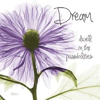 Purple Chrysanthemum Dream 
