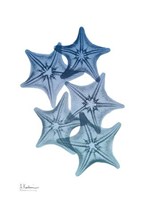 Tidal Starfish 1 