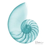 Turquoise Sea Shell 