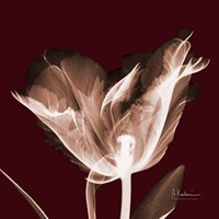 Tabitha Tulip Single 