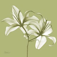 Twin Lilies on Pale Green