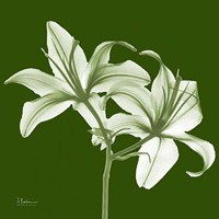 Twin Lilies on Green 