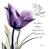 My Love Purple Tulip 