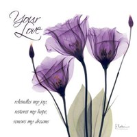 Your Love Purple Tulip 