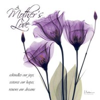 Mothers Purple Tulips 