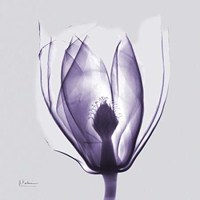 Purple Tulip Bud on Purple
