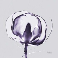 Purple Tulip Bud Open on Purple