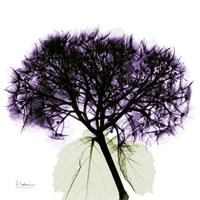 Purple Hydrangea Close up 