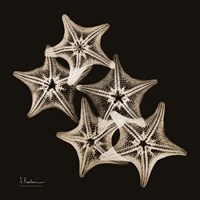 Starfish_sepia