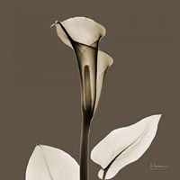 Slate Calla