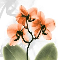 BW Orchid Orange 