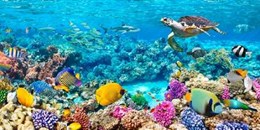 UNDER THE SEA Turtle and fish- Maldivian Coral Reef